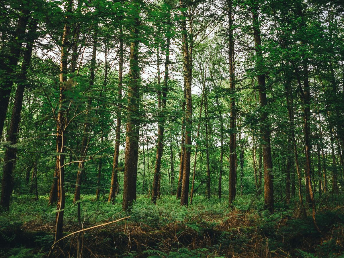 Một góc rừng Chàng Riệc.