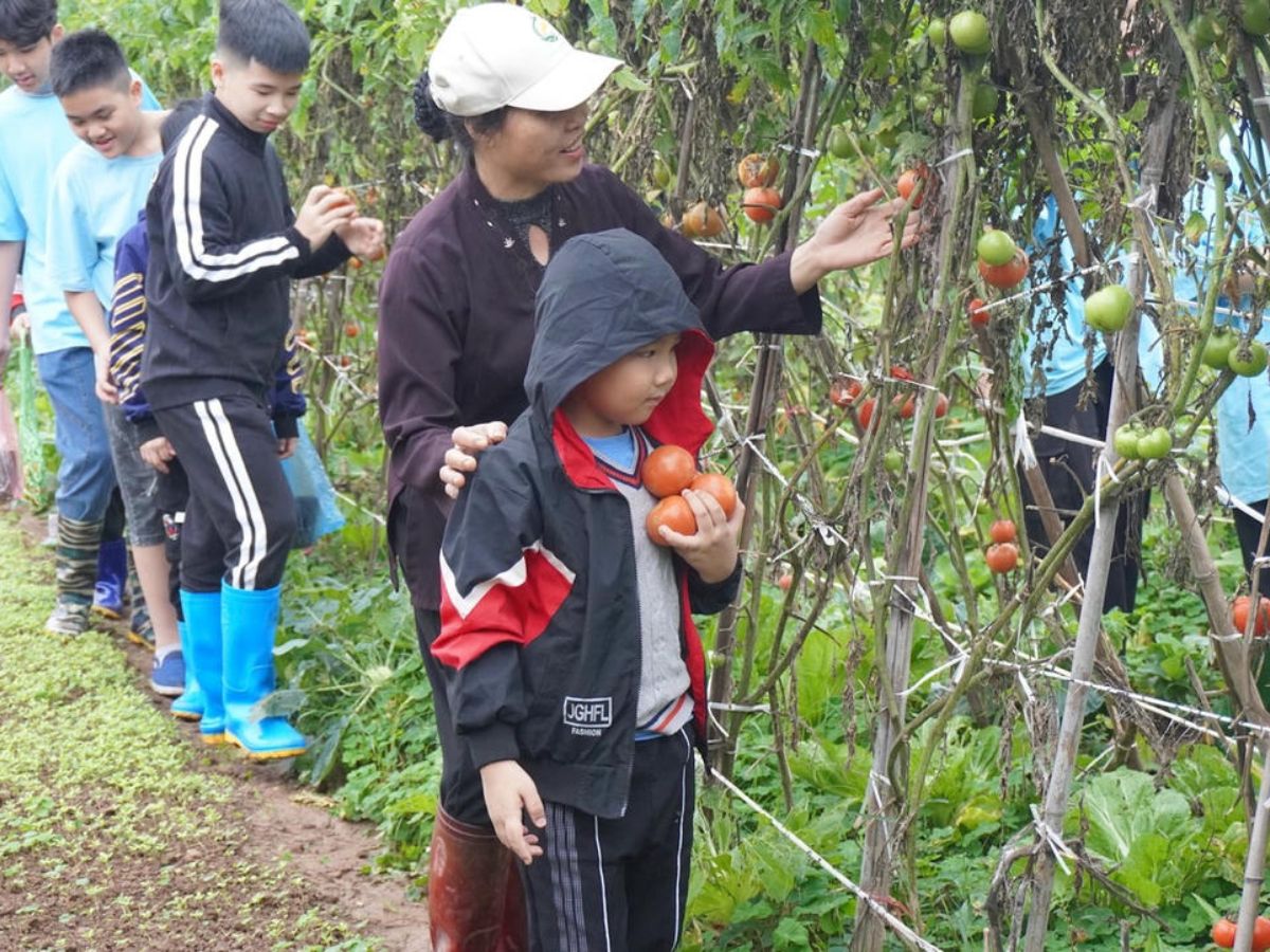 Trải nghiệm thu hoạch tại nông trại.