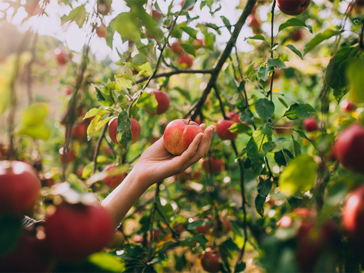 Du khách có thể tự tay thu hoạch trái cây tại khu vườn