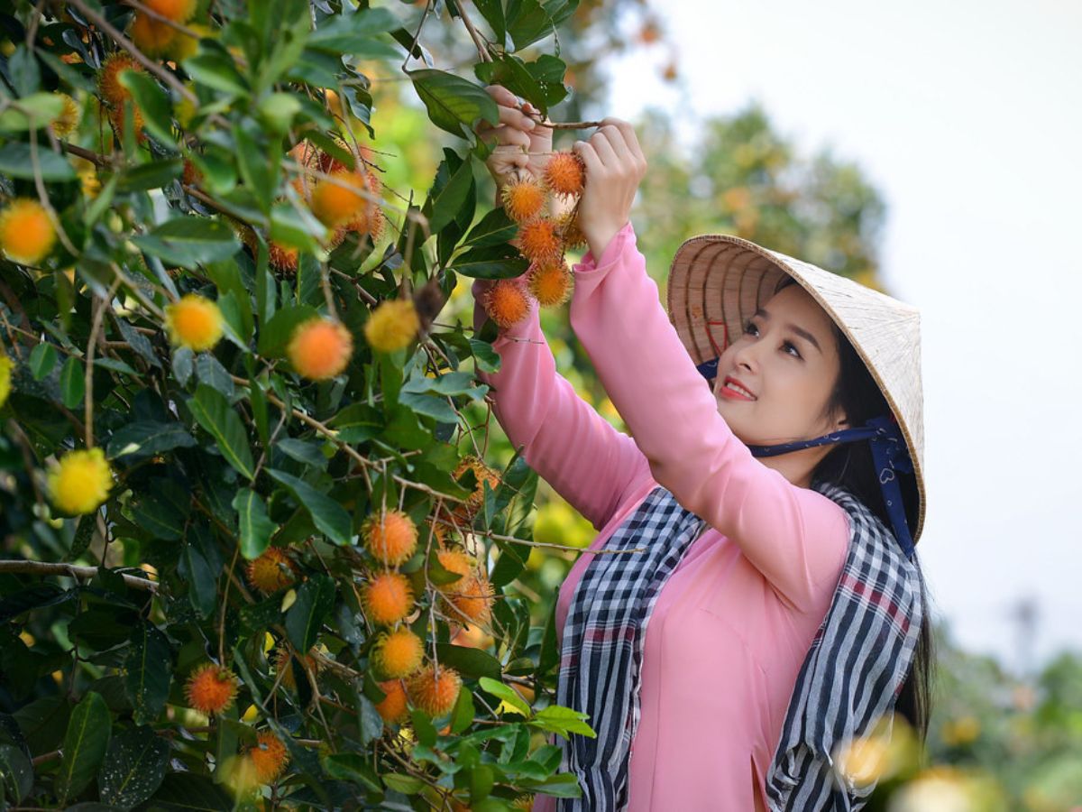 Mùa chôm chôm vườn trái cây Út Phương từ tháng 5 đến tháng 8.