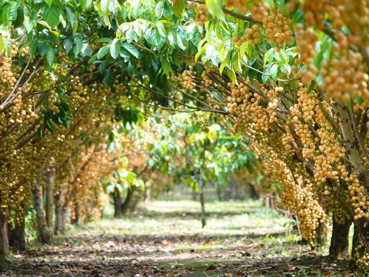 Vườn trái cây Út Phương thu hút du khách.