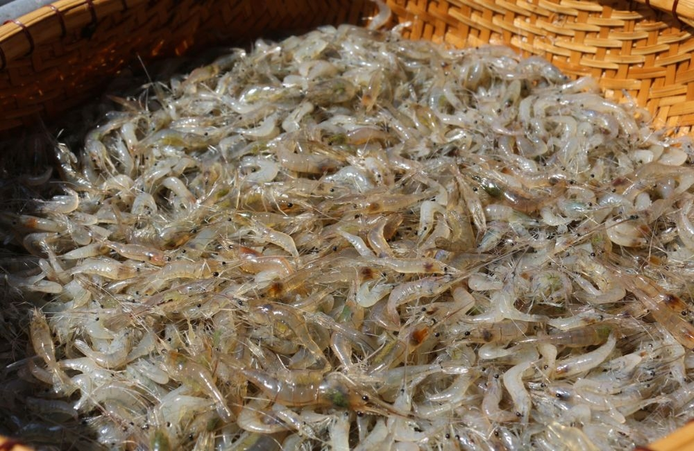 Tép được chế biến sạch sẽ.