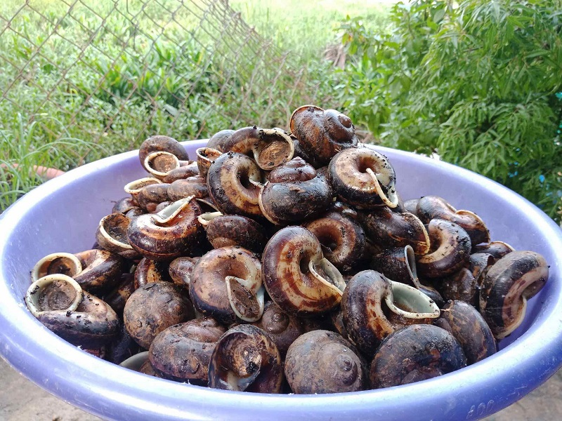 Ốc núi Tây Ninh là đặc sản quý hiếm của vùng đất này.