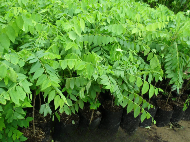 Besides its culinary value, jujube (chum ruot) is also good for health.