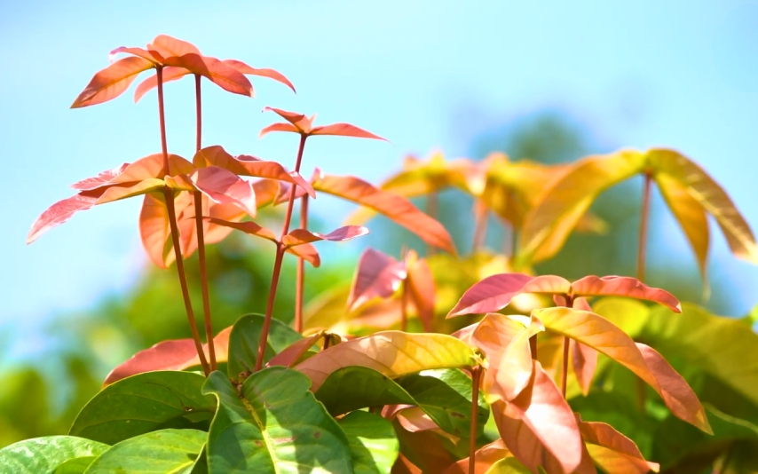 Rau mặt trăng được dùng trong các món cuốn với thịt luộc.