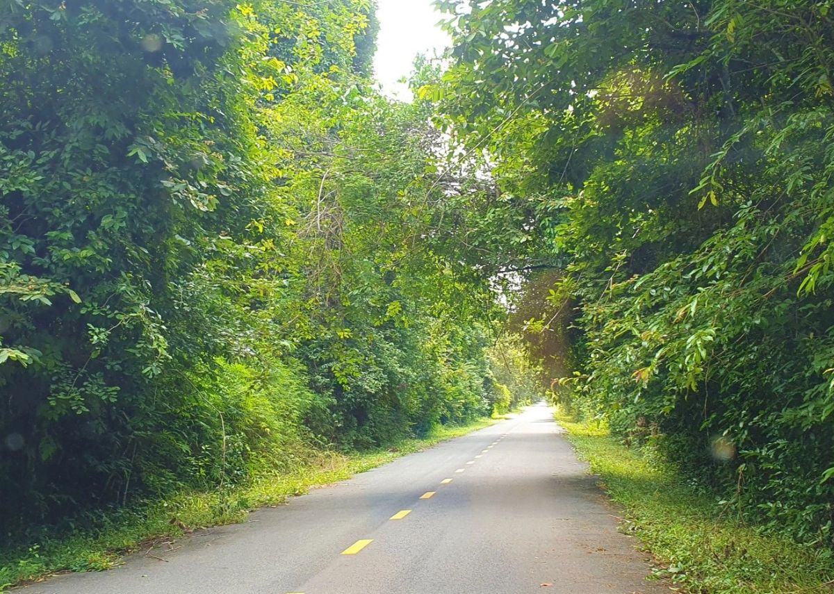 Main path in Chang Riec forest.