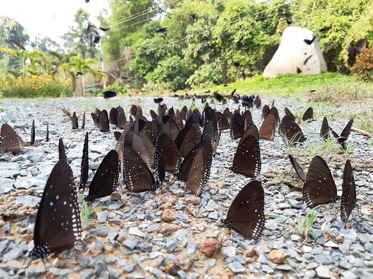 The park accommodates over 700 different species of plants, along with 49 species of mammals, 203 bird and 53 reptile species