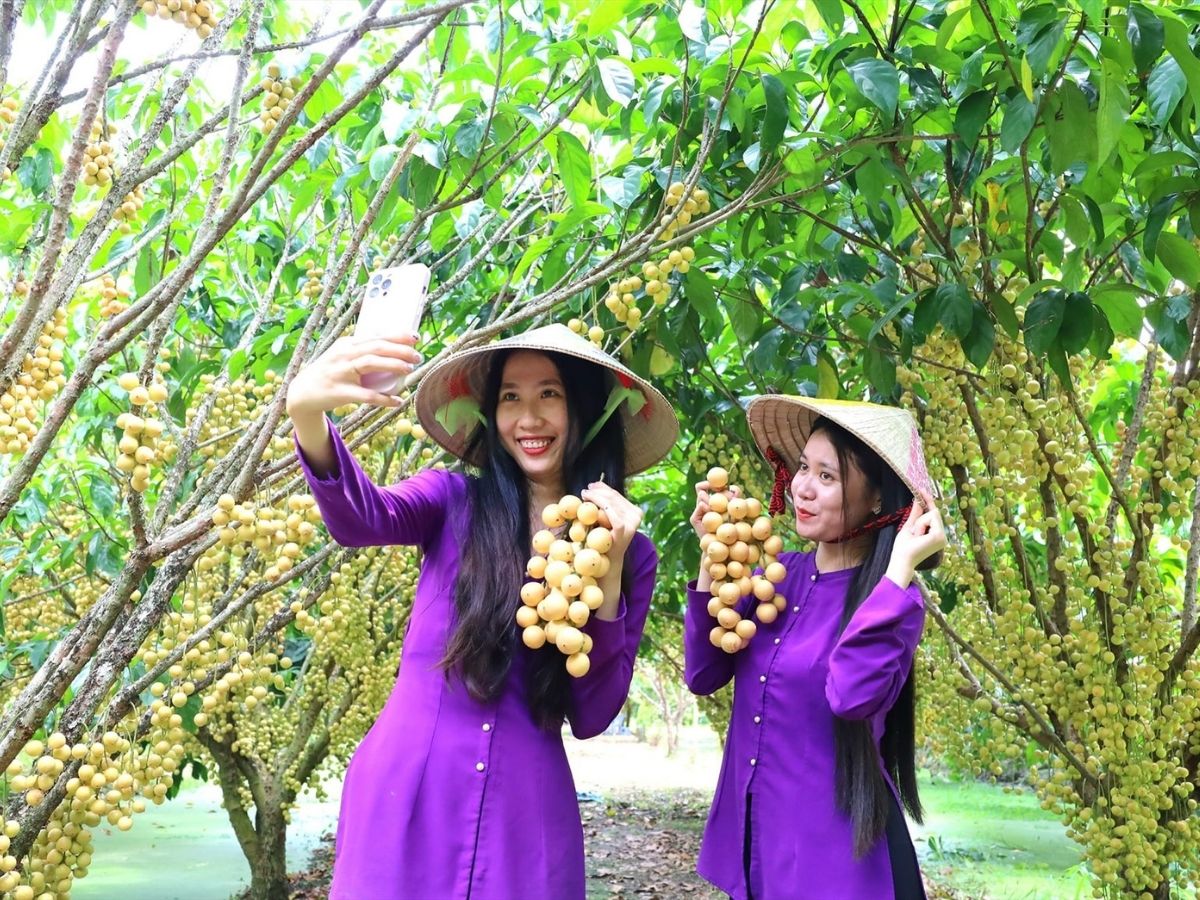 Tây Ninh là sứ trái cây với nhiều loại quả và miệt vườn xanh mát.