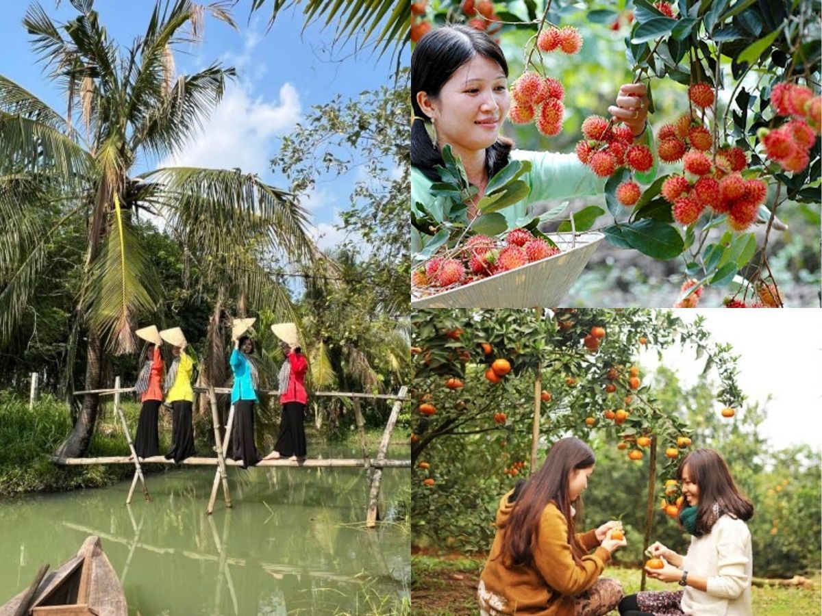 Tham khảo mùa trái cây chín của từng vườn để tham quan và trải nghiệm không gian miệt vườn.