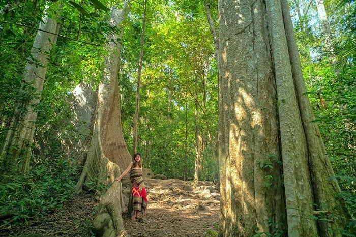 Giant ancient trees within the dense forest (Photo: Collected)
