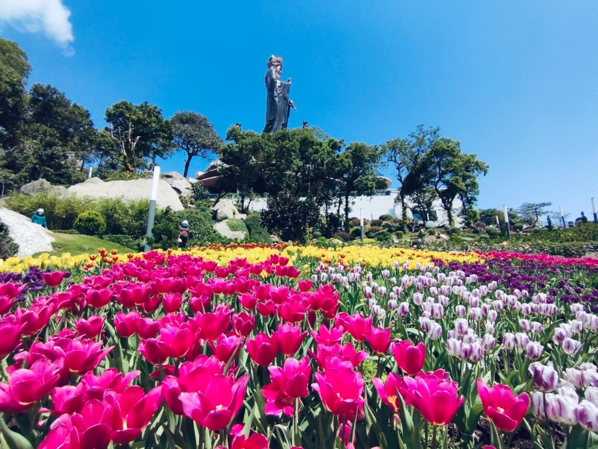 Check in vườn hoa tulip rực rỡ trên đỉnh núi