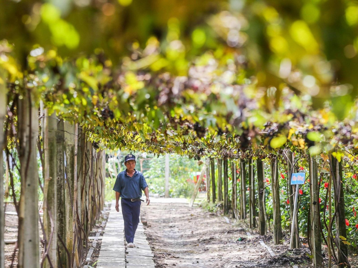 Tham quan Vườn nho rừng Tây Ninh