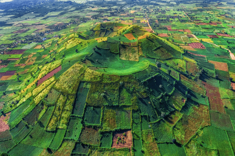 Coffee plantations shape the landscape of Kon Tum and Pleiku (Photo: Collected)