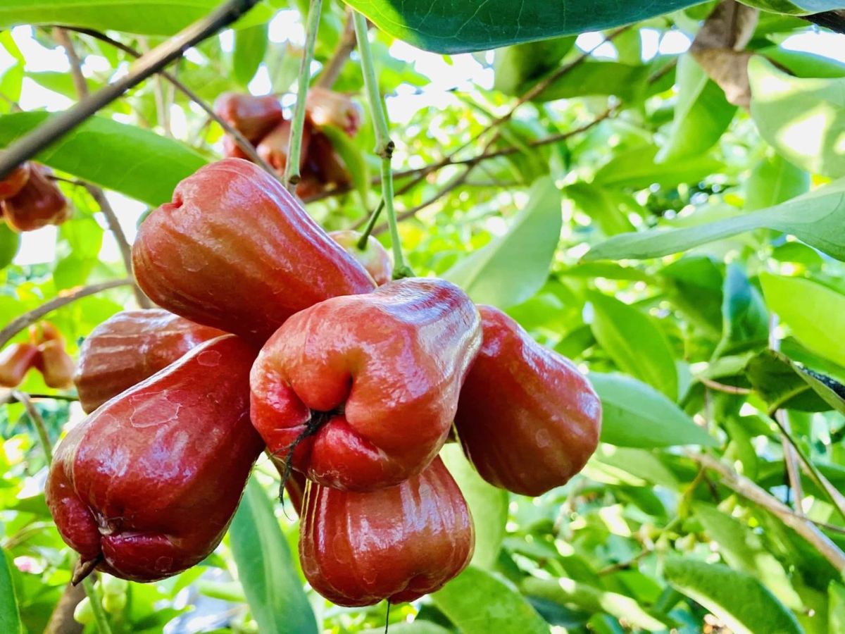 Vườn trái cây chín rộ thường vào mùa hè từ tháng 4 đến tháng 9 hàng năm