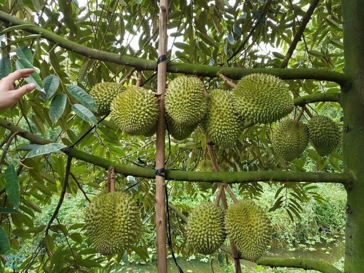 Du khách ghé thăm vườn cần tuân thủ các quy định của vườn.