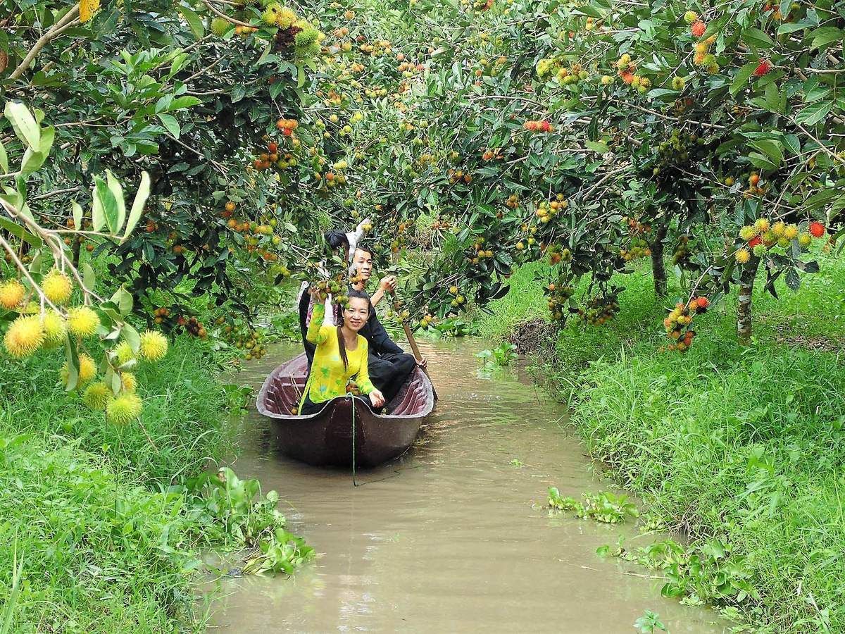 Không gian vườn trái cây Trảng Bàng rộng thoáng, mang đặc trưng của miệt vườn miền Tây