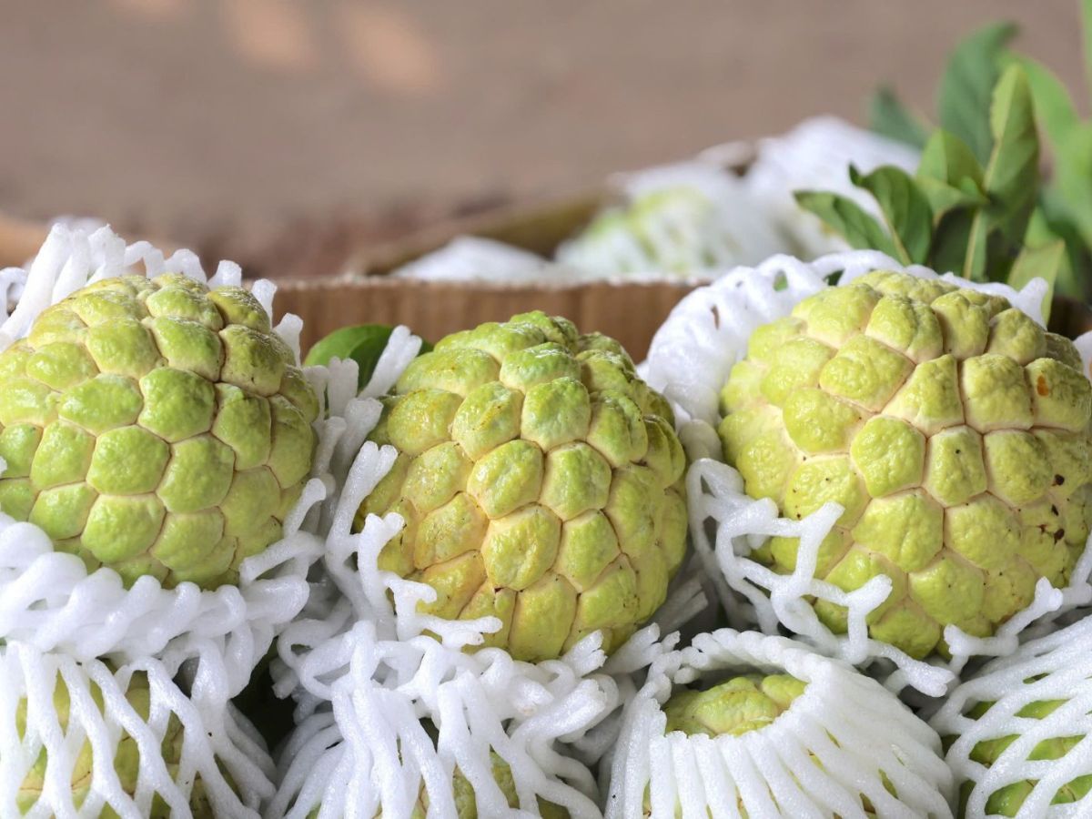 Mãng cầu Bà Đen thường có kích thước vừa đến lớn, dáng tròn đều.