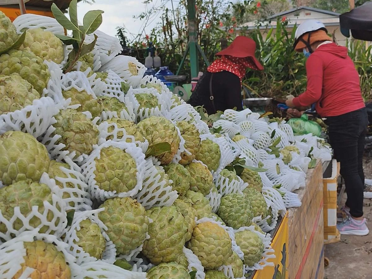 Du khách có thể chọn mua mãng cầu Bà Đen ở các sạp hàng dưới chân núi.