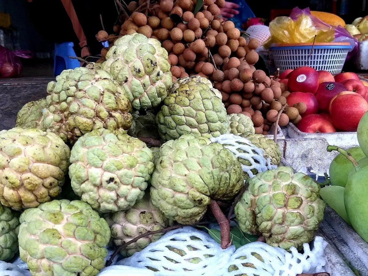 Mãng cầu Bà Đen cho trái gần như quanh năm với chất lượng ổn định