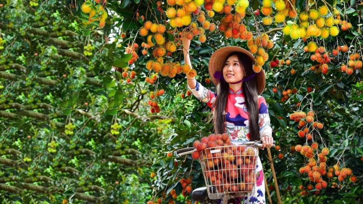 Du khách trải nghiệm vườn trái cây Cái Bè