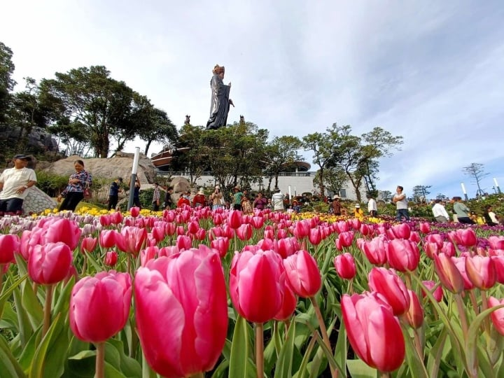 Vườn hoa tulip rực rỡ trên đỉnh núi Bà Đen Tây Ninh thu hút khách du lịch đến tham quan và check-in. (Nguồn: Sưu tầm)