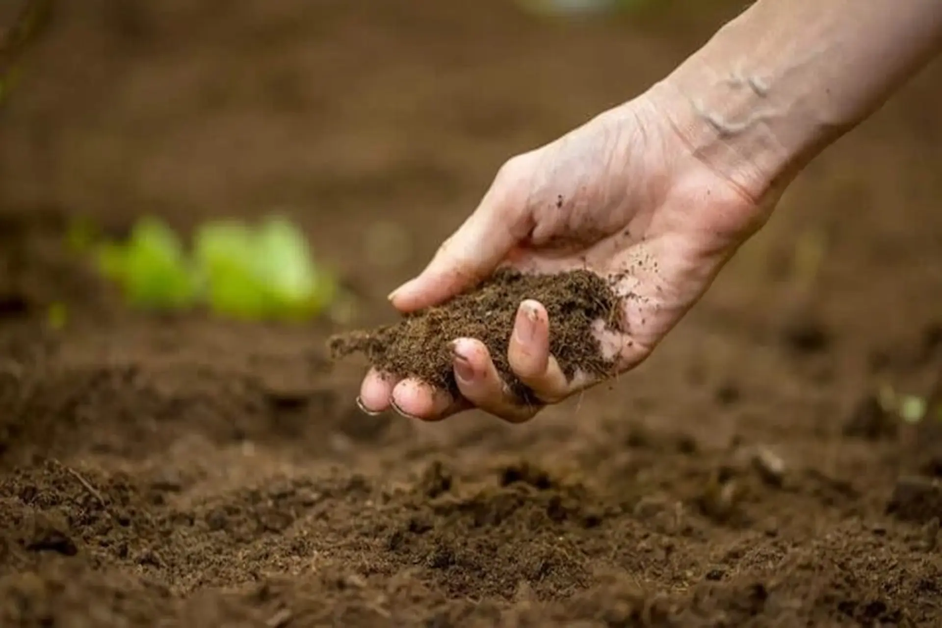 Đất phù sa rất hợp để trồng dưa hấu. (Nguồn: Sưu tầm)