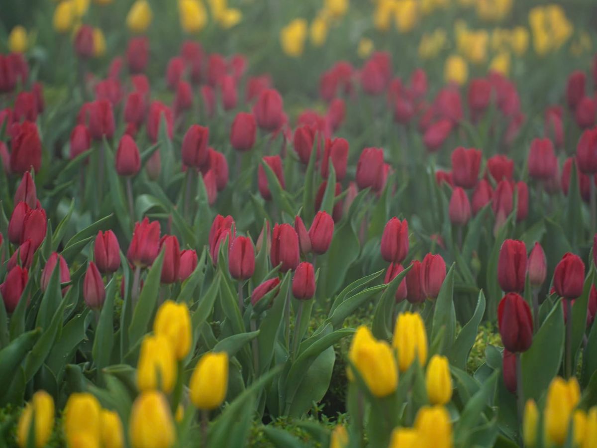 Vườn hoa tulip trên đỉnh Núi Bà Đen trong làn sương sớm