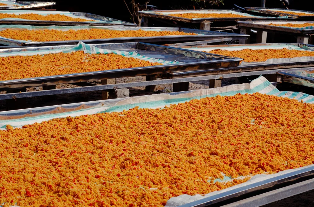 Shrimp salt is a famous specialty seasoning in Tay Ninh