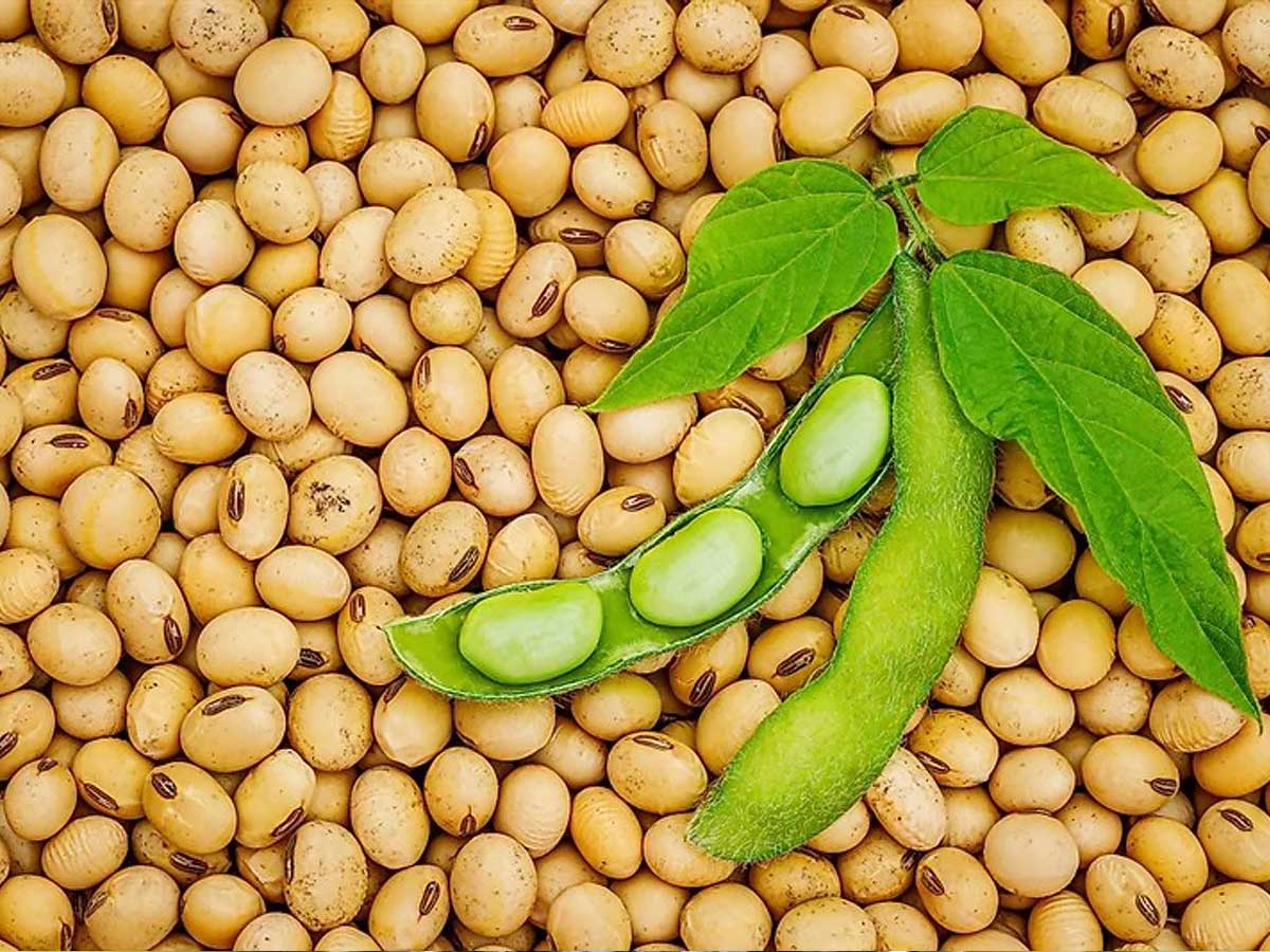 Đậu nành là thành phần chính để làm mắm ruốc chay Tây Ninh. (Nguồn sưu tầm)