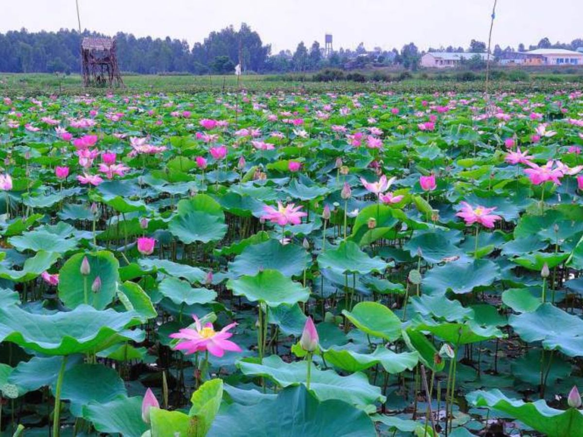 Cảnh quan thiên nhiên Đồng Tháp Mười đặc sắc vào mùa nước nổi, đặc biệt thu hút du khách.