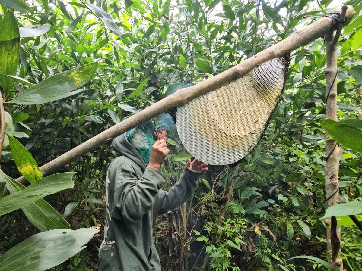 Chọn mua mật ong rừng Tây Ninh ở các cửa hàng gần chân núi sẽ có khả năng mua được mật chất lượng