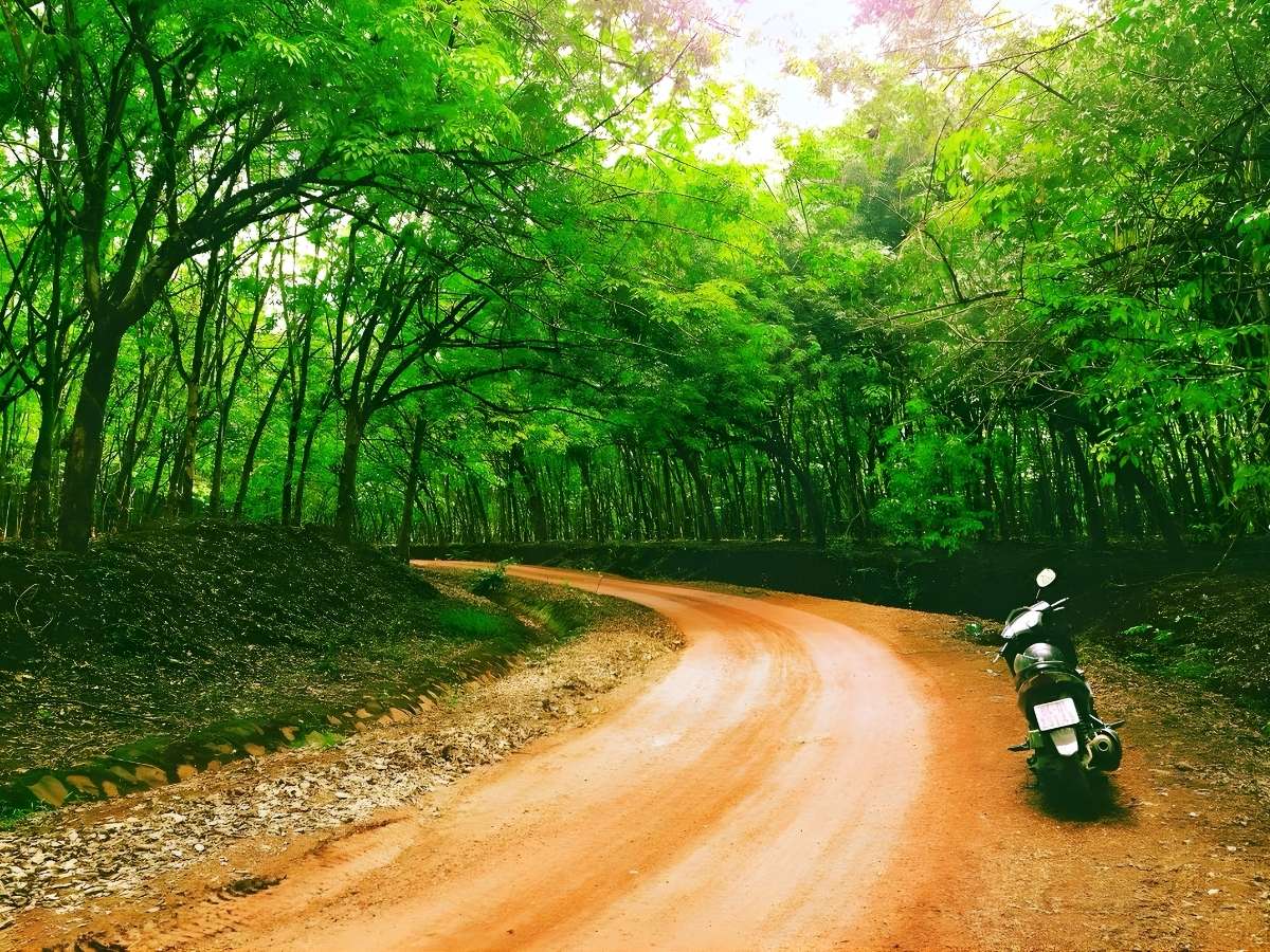 Cung đường rừng cao su đặc trưng tại Bình Phước