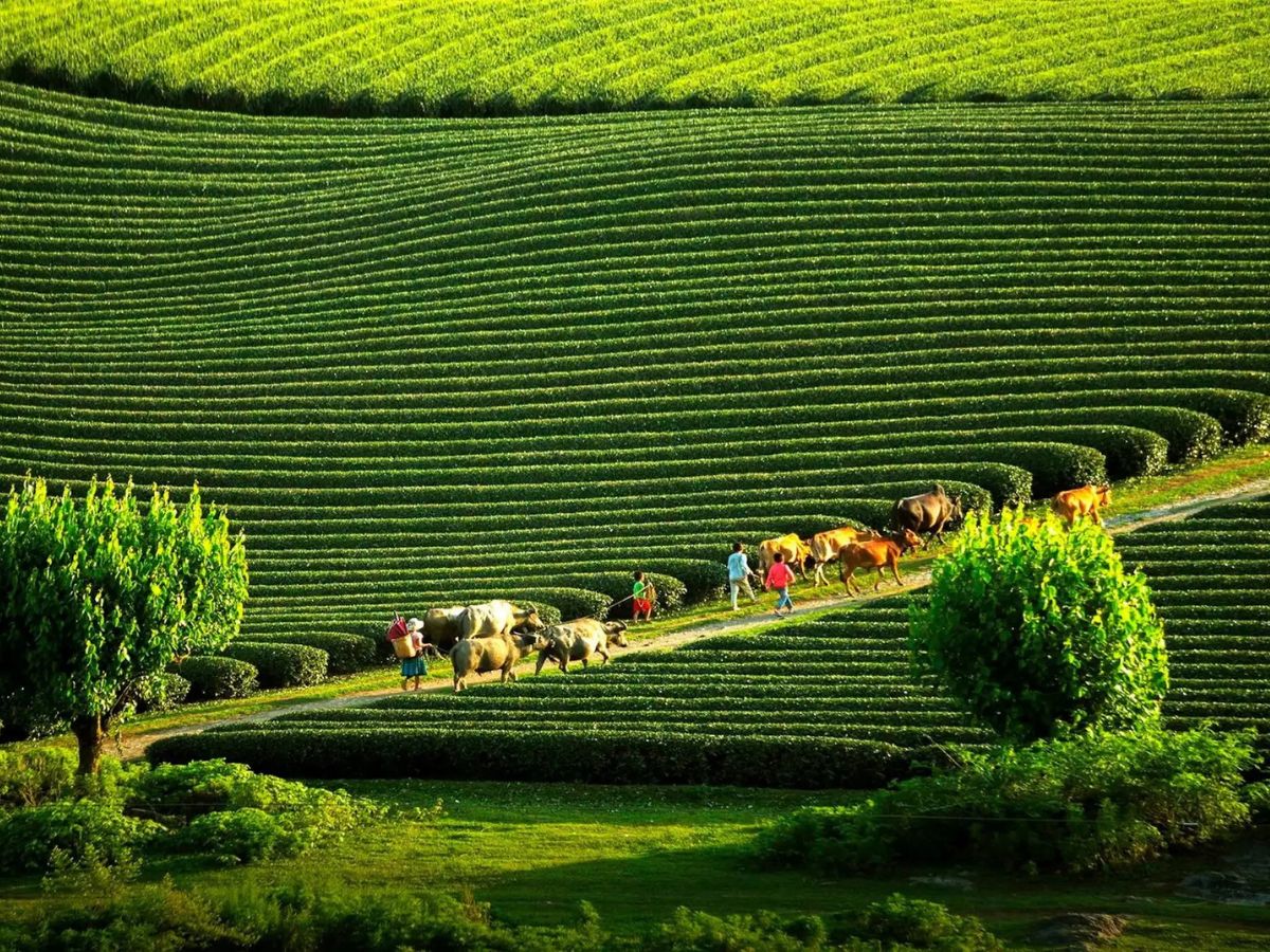 Mộc Châu vào tháng 10 mang không gian thiên nhiên trong lành