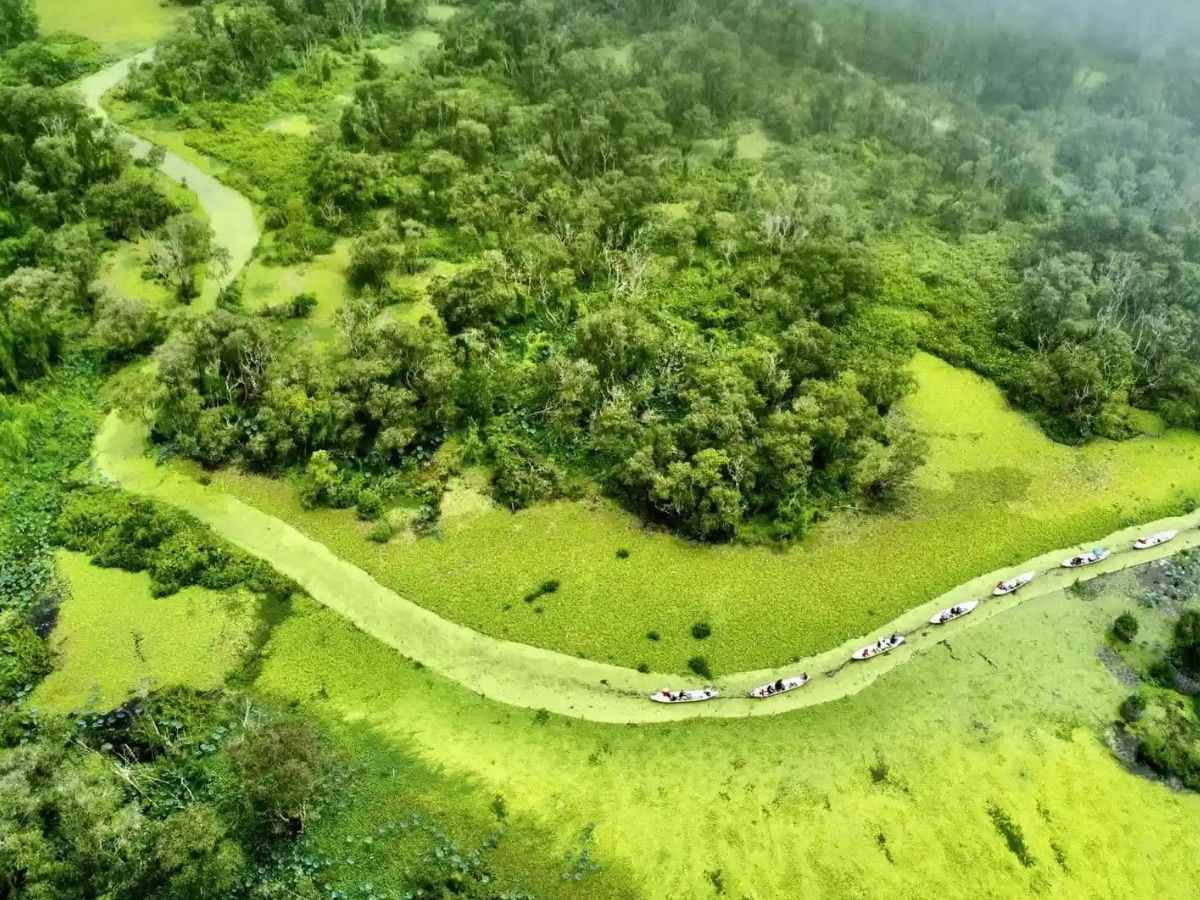 Rừng tràm là hệ sinh thái đất ngập nước đặc trưng tại miền Tây.