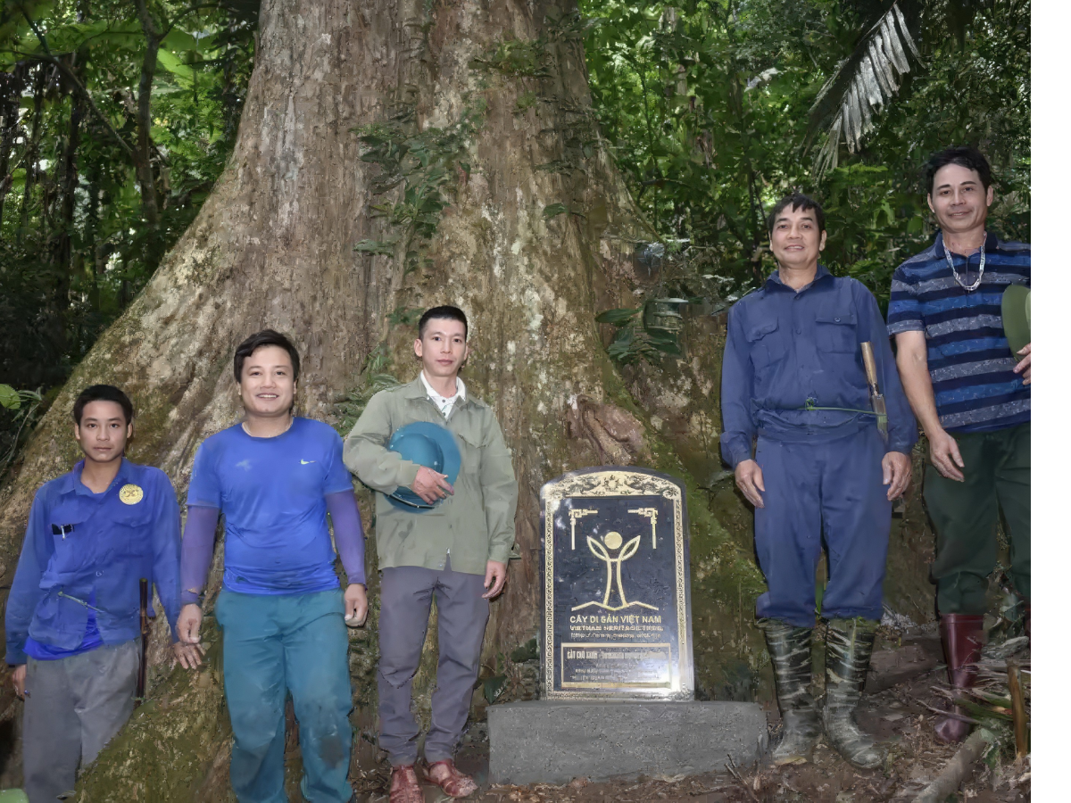 Hình ảnh cây cổ thụ quý hiếm tại khu bảo tồn Pù Hu.