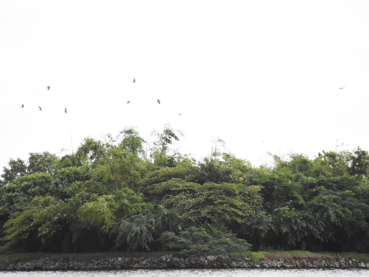 Bãi cò Tiến Nông nằm trên địa bàn xã An Nông, giữa không gian yên bình của vùng quê Thanh Hóa.