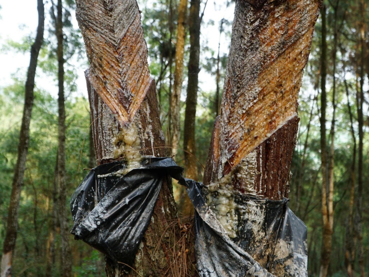 Một số khu rừng đã ghi nhận những vụ việc ảnh hưởng nghiêm trọng tới hệ sinh thái.