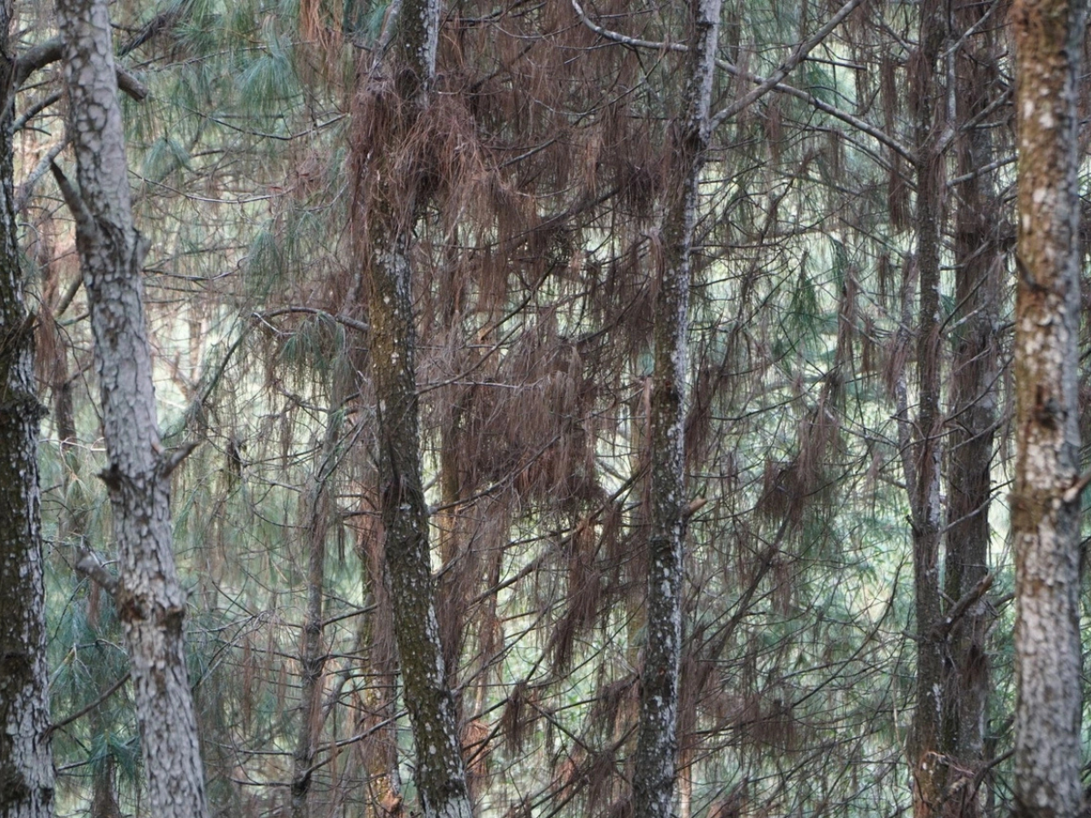 Rừng Thông Đông Sơn nổi bật với những hàng thông vươn cao cùng thảm thực vật phong phú.