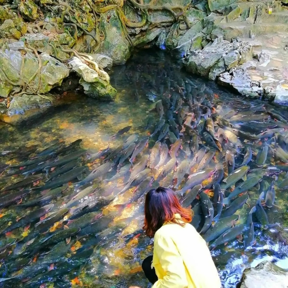Suối cá thần Cẩm Lương.