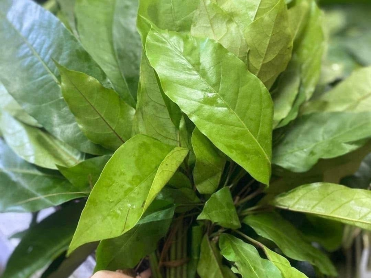 Lá đắng chính là linh hồn của món canh