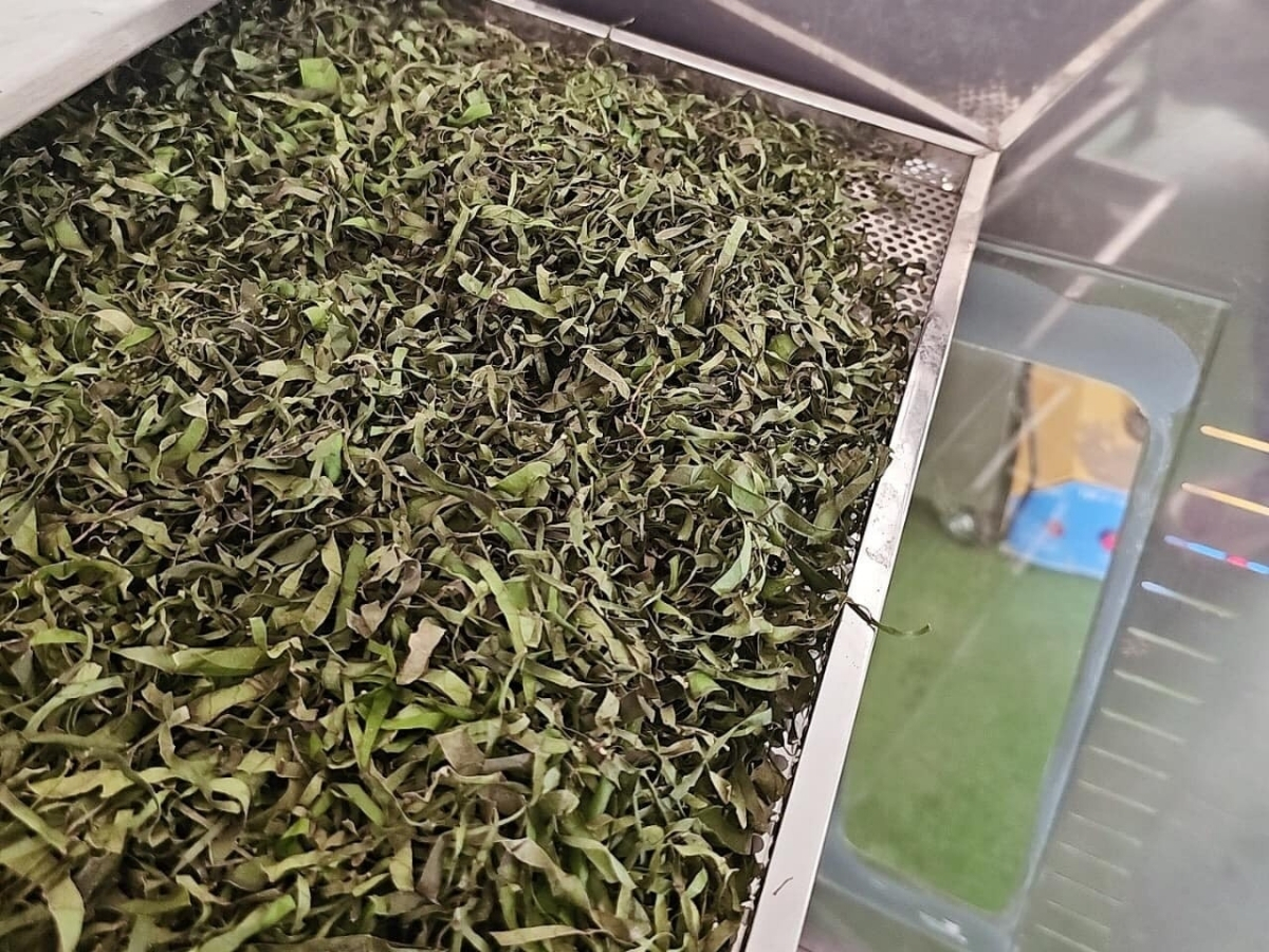 Nhiều hộ kinh doanh hiện bán cả các loại lá đắng sấy khô.