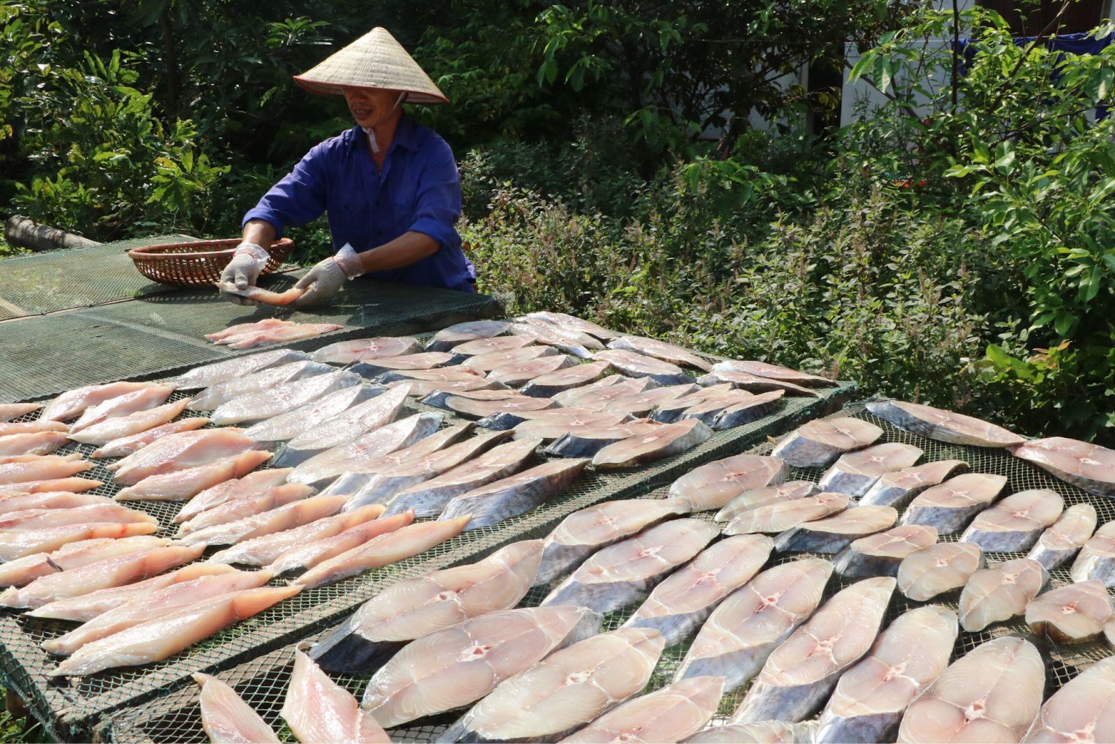 Quy trình phơi cá thu đòi hỏi sự khéo léo và cẩn thận để đảm bảo chất lượng tốt nhất