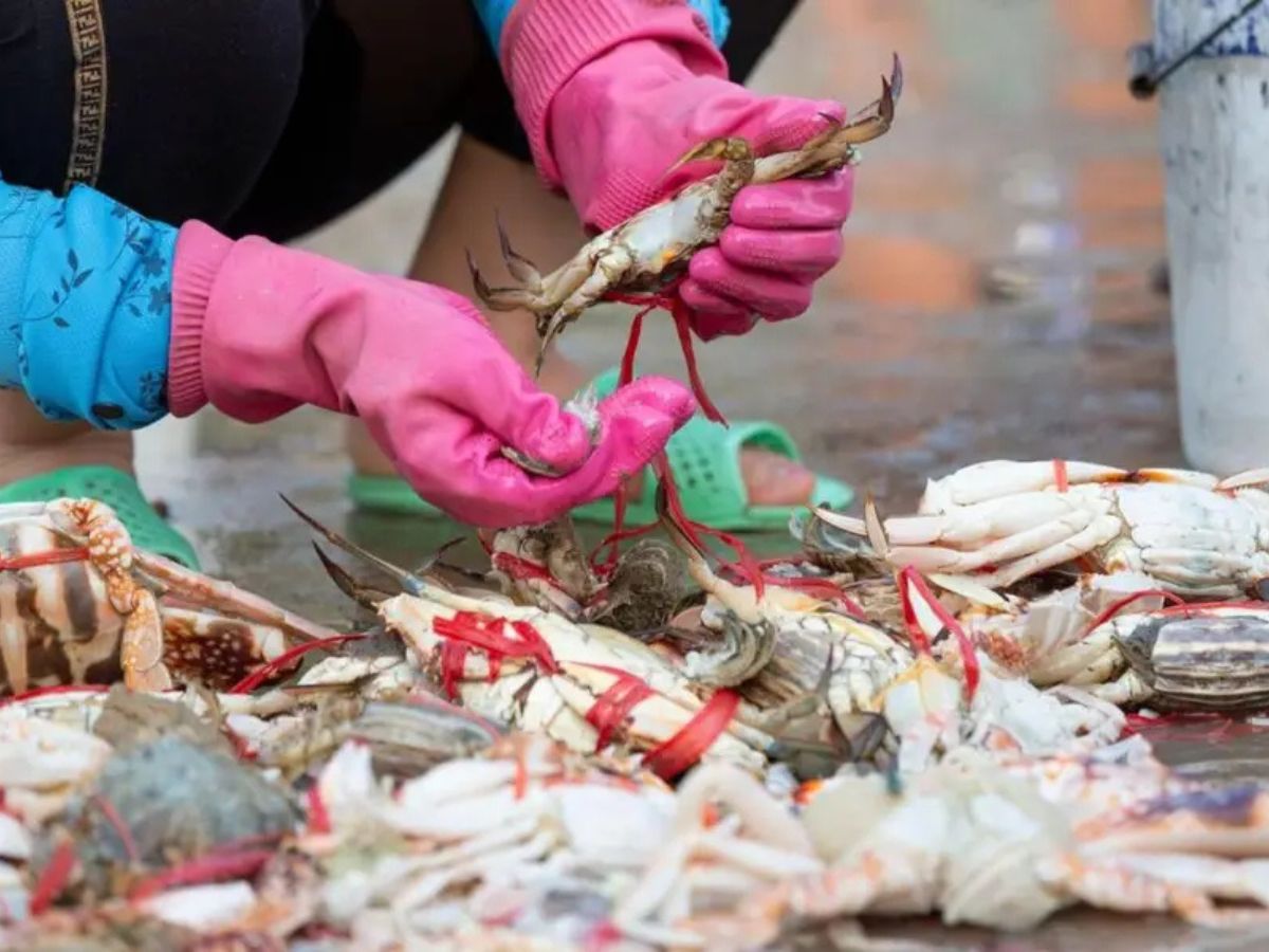 Chợ Xóm Lưới nơi có nhiều hải sản tươi và khô làm quà tặng biển