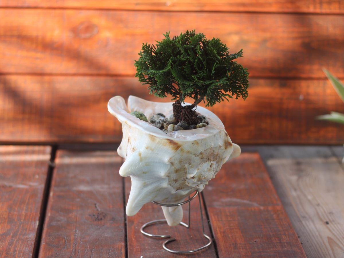 Vũng Tàu có nhiều món quà lưu niệm độc đáo được chế biến từ vỏ sò, cỏ ốc