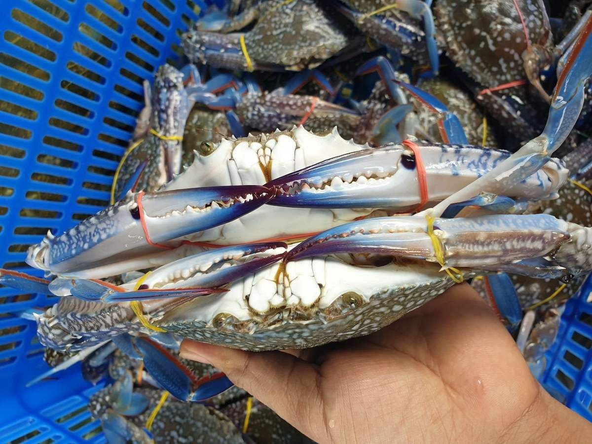 Vựa hải sản Trung Hiếu nhiều loại hải sản tươi sống để du khách lựa chọn