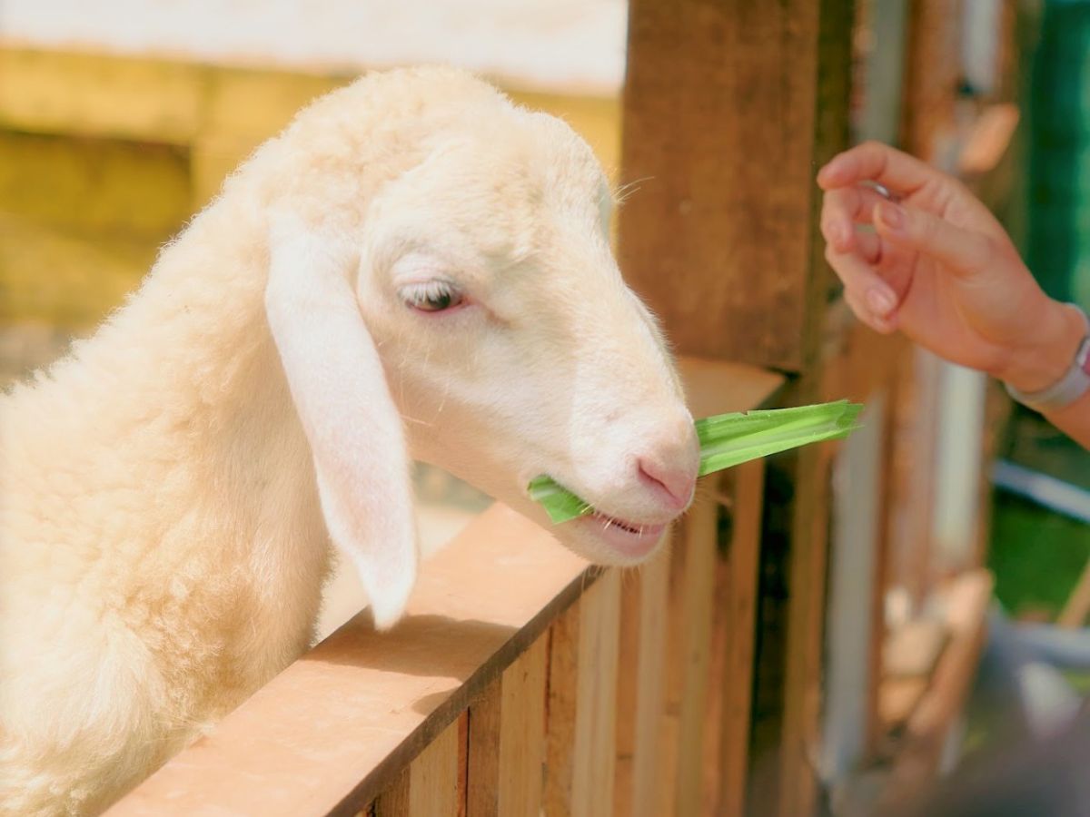 Ulala Farm mới đi vào hoạt động nhưng thu hút nhiều du khách